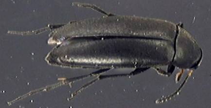 Anaspis frontalis